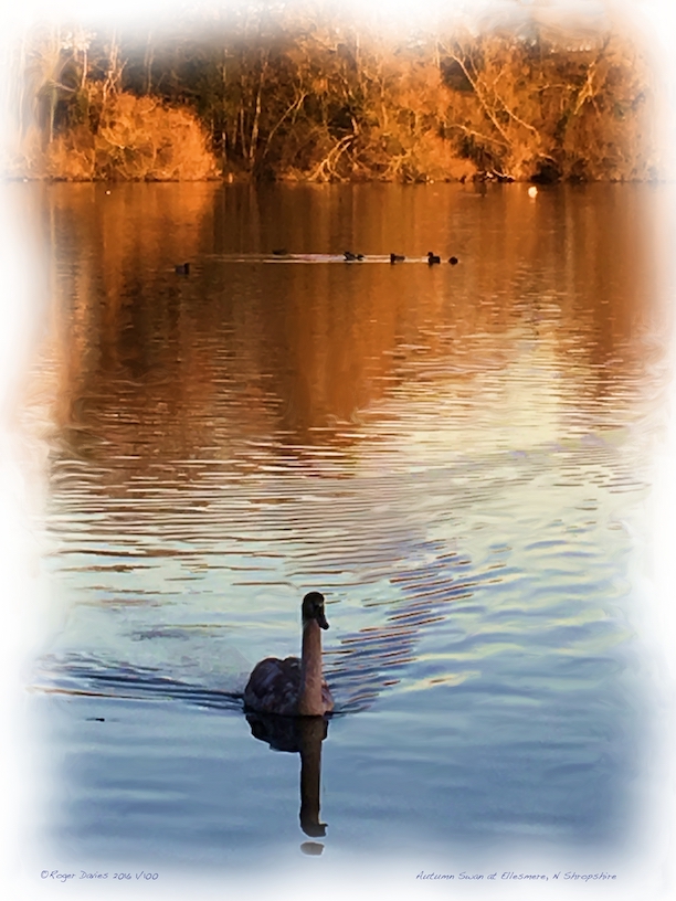 Autumn Swan at Ellesmere