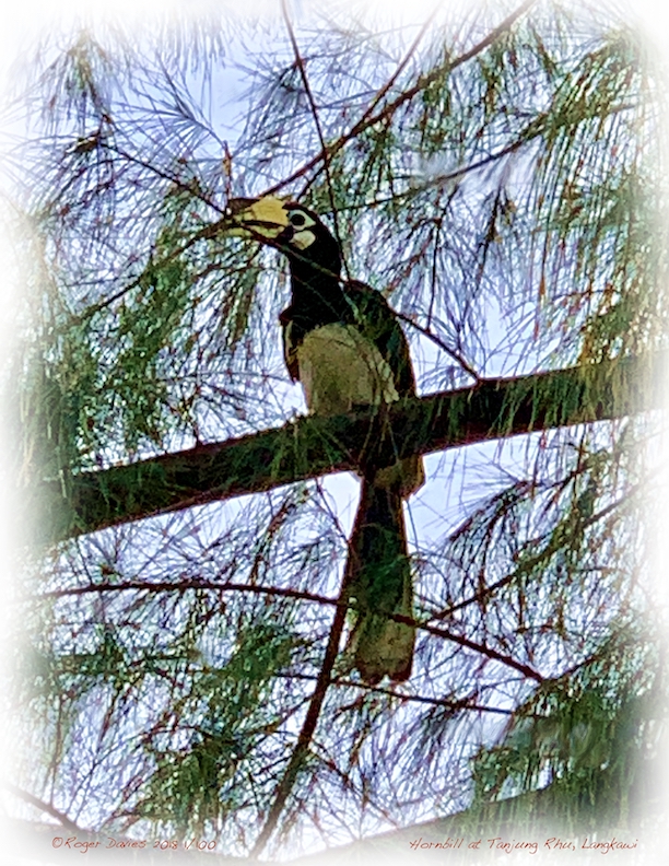 Hornbill at Tanjung Rhu 