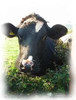 An English Dairy Cow