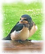 Baby Swallow at Petton -1