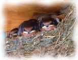 Baby Swallows Nesting at Petton