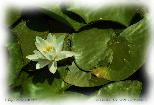 Bosherston Lily Ponds