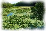 Bosherston Lily Ponds -2