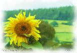 Sunflower at Brecon
