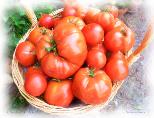 Tomates de Chinon