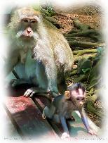 Ubud Monkey Forest, Bali 2