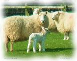 Welsh Lamb Newborn