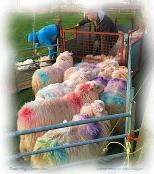 Welsh Sheep of many colours